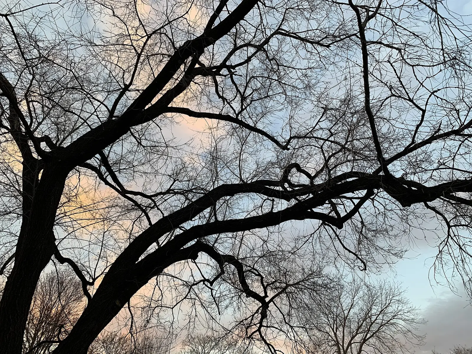 Bare branches crossing a twilight sky with a fading band of light.