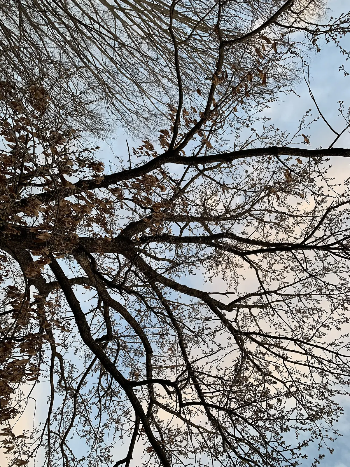 Trees in silhouette beneath fading warm clouds at dusk.