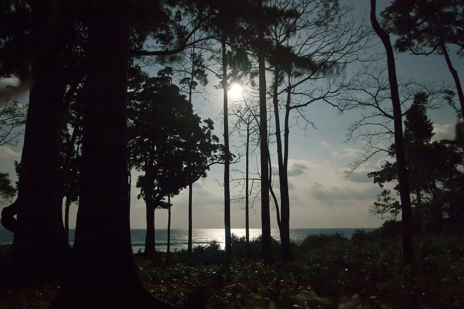 Moonlight over coastal water framed by dark trees.