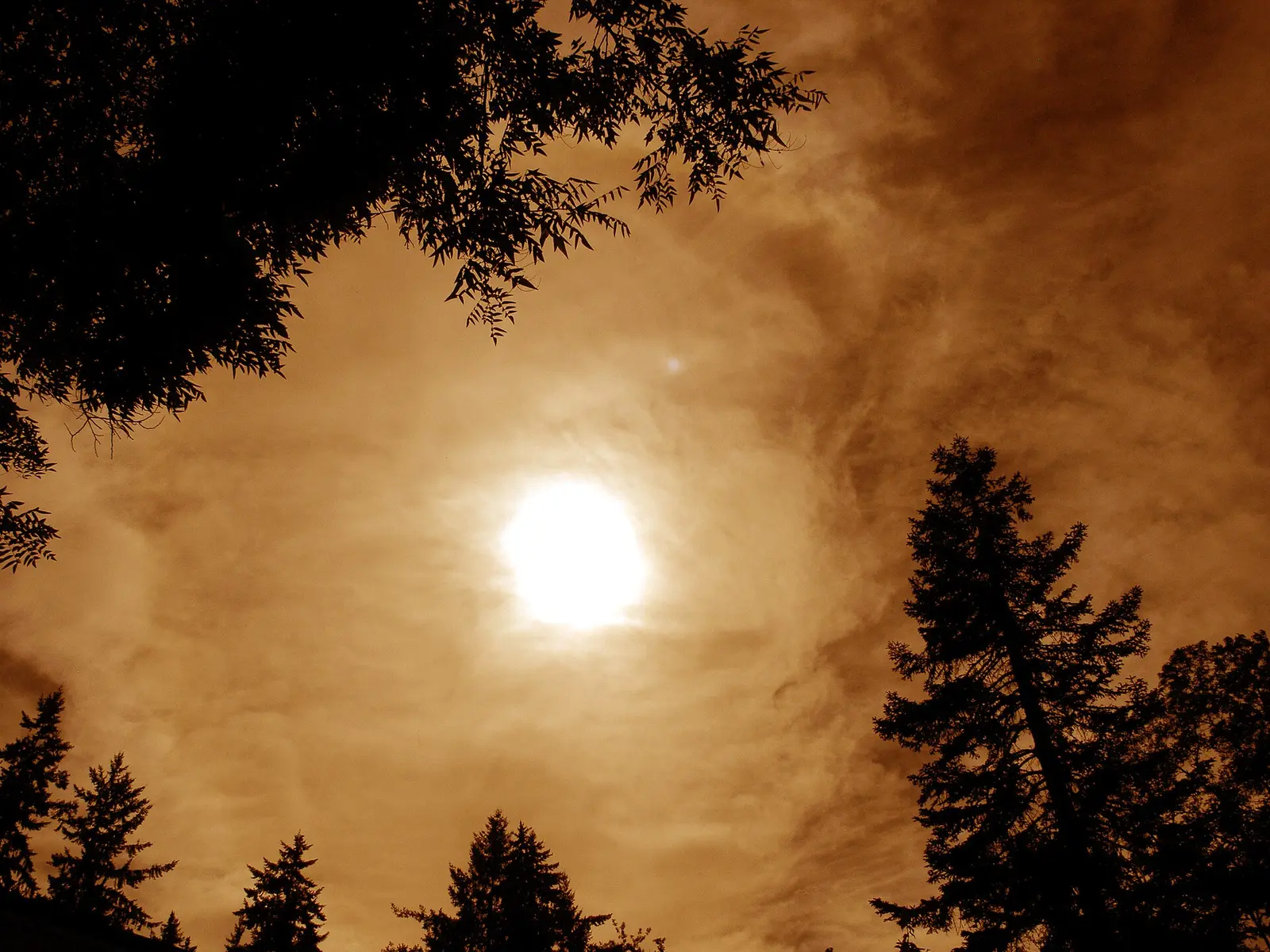 A moon diffused by orange haze above dark treetops.