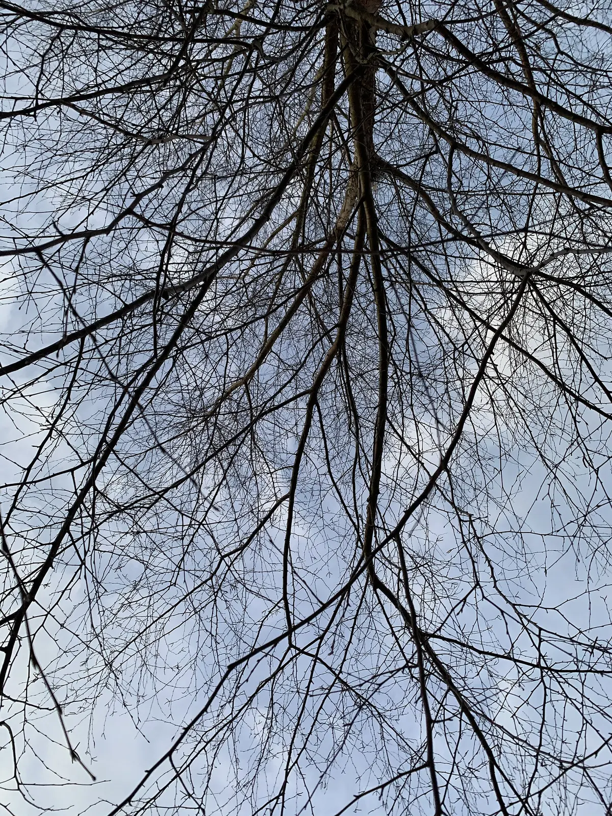 Bare winter branches under a pale blue twilight sky.